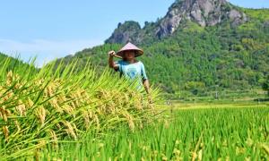 【人民日报】粮食产业迈向高质量发展 中国饭碗装满优质粮