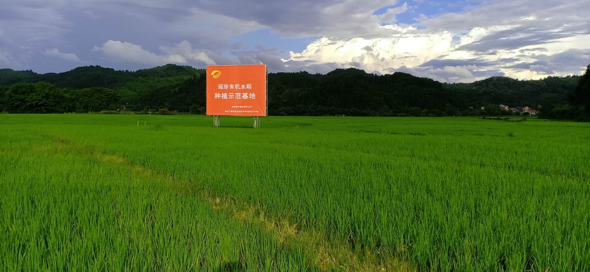 湖南广电与瑶珍公司共同打造的有机水稻种植示范基地.jpg